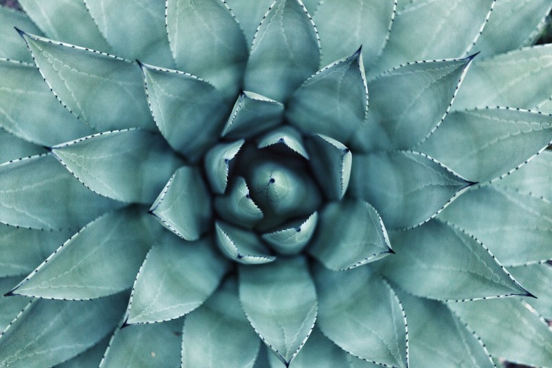 Agave Image