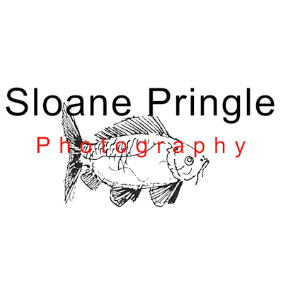 Sloane Pringle