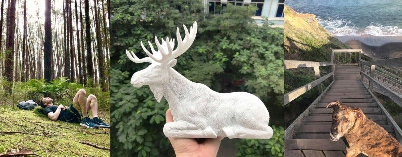 White Moose