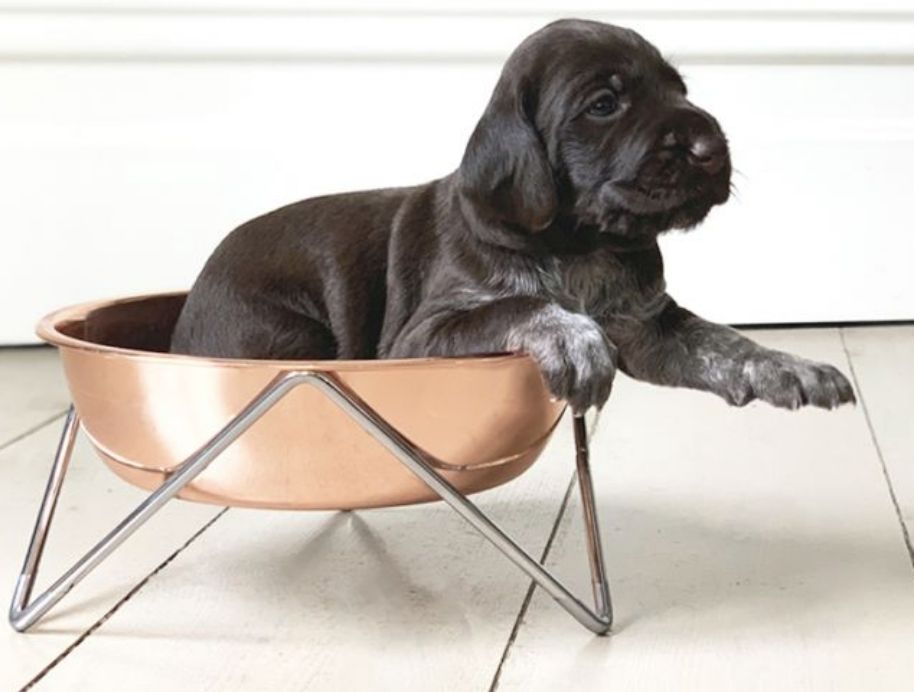 Bendo dog bowl