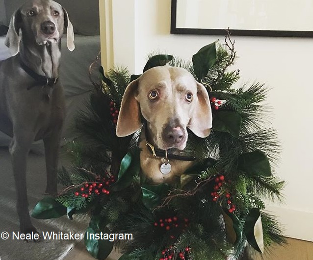 Neale Whitaker's dog with Xmas wreath