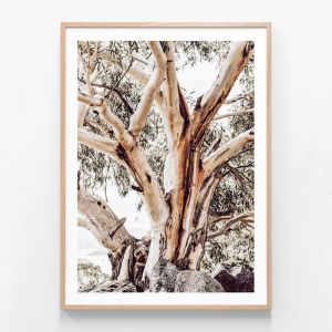 Alpine Snow Gum  | Framed Print | 41 Orchard
