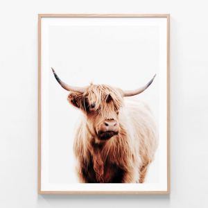 Angus Highland Cow | Framed Print | 41 Orchard