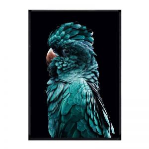 Azsure Cocky | Framed Art Print