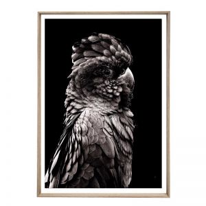 Bailey Bird | Framed Art Print