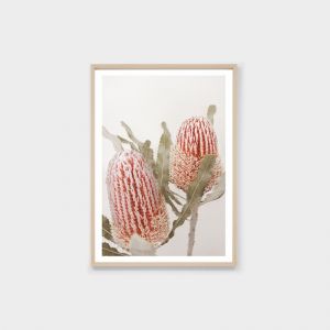 Banksia Bloom | Framed Print