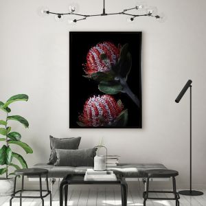 Banksia Coccinea | Framed Canvas Art Print