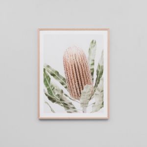 Banksia | Framed Print