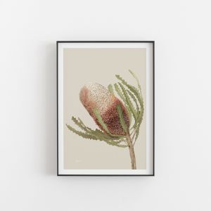 Banksia Native Living Art Flower 1 in Ivory Art Print | by Pick a Pear | Unframed