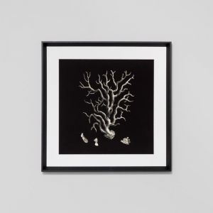 Black and Tan Coral 1 | Framed Print