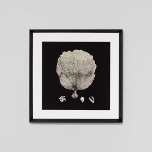Black and Tan Coral 2 | Framed Print