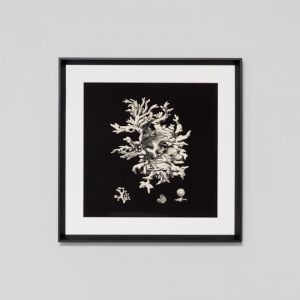 Black and Tan Coral 3 | Framed Print