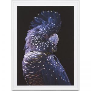 Black Cockatoo | Framed Photograph