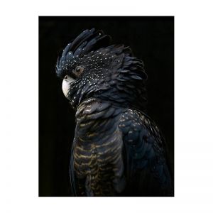 Black Cockatoo | Rolled Art Print | Various Sizes