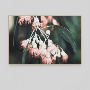 Blooming Eucalyptus | Framed Canvas Print