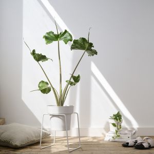 BUD Plant Stand & Pot | by Bendo