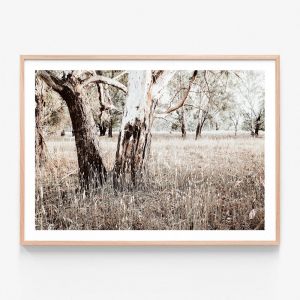 Bushland | Framed Print | 41 Orchard