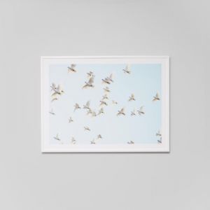 Cockatoo Sky | Framed Print