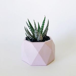 Concrete Planter | Jewel | Blush Pink | by Coral and Herb