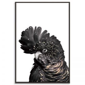 Confident Cocky on White | Prints and Canvas by Photographers Lane