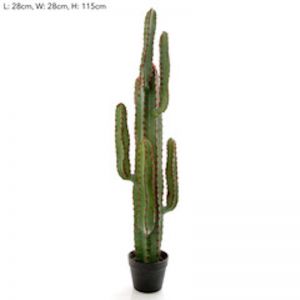 Desert Cactus | Extra Large