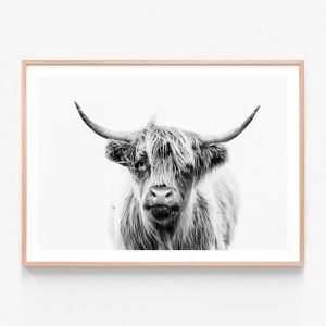 Duncan B+W Highland Cow | Framed Print | 41 Orchard