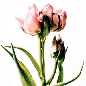 Eleanor | Limited Edition Fine Art Botanical Print by Christa Lopez White