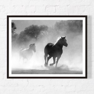 Equine Dust | Framed Print | Artefocus