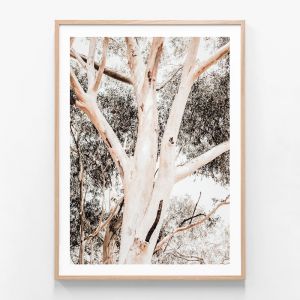 Eucalyptus Boughs | Framed Print | 41 Orchard