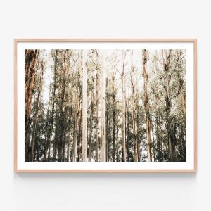Eucalyptus Canopy | Framed Print | 41 Orchard