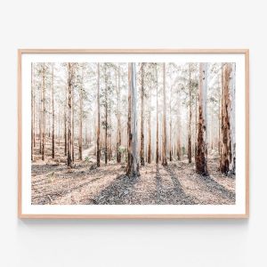 Eucalyptus Forest | Framed Print | 41 Orchard