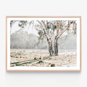 Eucalyptus Plain | Framed Print | 41 Orchard