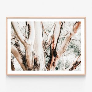 Eucalyptus Trunk | Framed Print | 41 Orchard