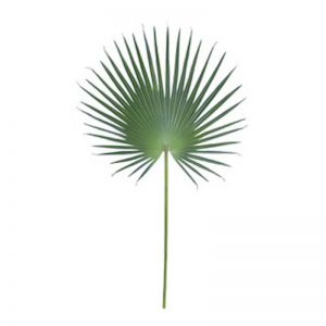 Fan Palm Leaf Lge | 6 Stems