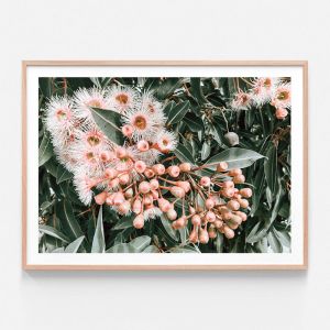 Flowering Gum | Framed Print | 41 Orchard