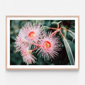 Flowering Native | Framed Print | 41 Orchard