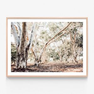 Forest Path  | Framed Print | 41 Orchard