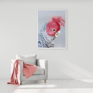 Gang Gang Cockatoo | Framed Canvas Art Print