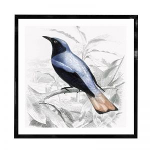 Hampton's Bluebird | Framed Art Print