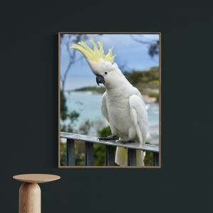 Hello, Cocky! | Framed Photograph by Amelia Anderson