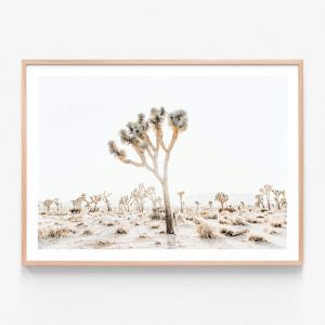 Joshua Tree 4 | Framed Print | 41 Orchard