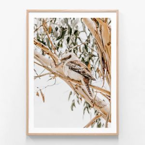 Kookaburra | Framed Print | 41 Orchard