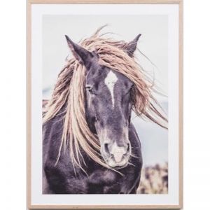 Lone Mustang | Framed Photographic Print