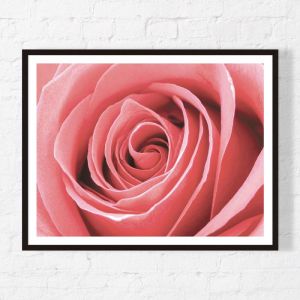 Lushus Rose | Framed Print | Artefocus