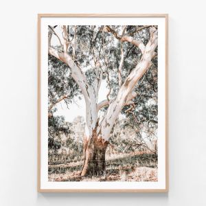 Mature Gum | Framed Print | 41 Orchard