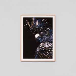 Midnight Cockatoo | Framed Print