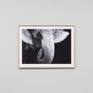 Midnight Elephant | Framed Photographic Print