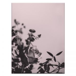 Misty Rose I Prints and Canvas by Photographers Lane