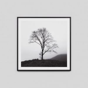 Misty Tree 2 | Framed Print