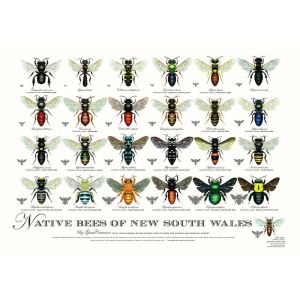 Native Bees of New South Wales Poster | A2 Unframed